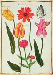 Tulips, Anemone, Lychnis and a Butterfly